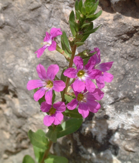 Lythrum junceum / Salcerella meridionale